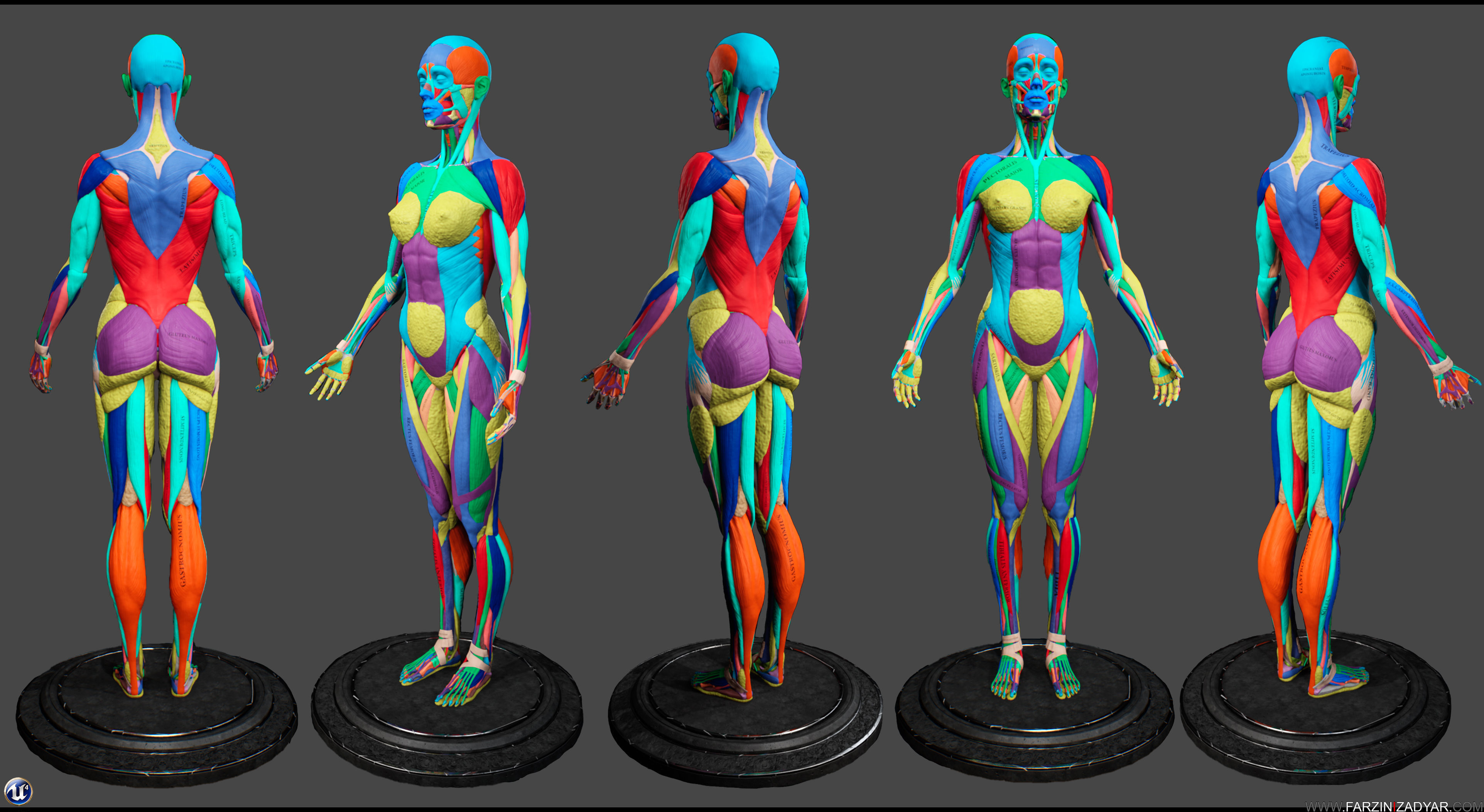 Female Anatomy Kit and Human Anatomy Kit Low-poly 3D model_20