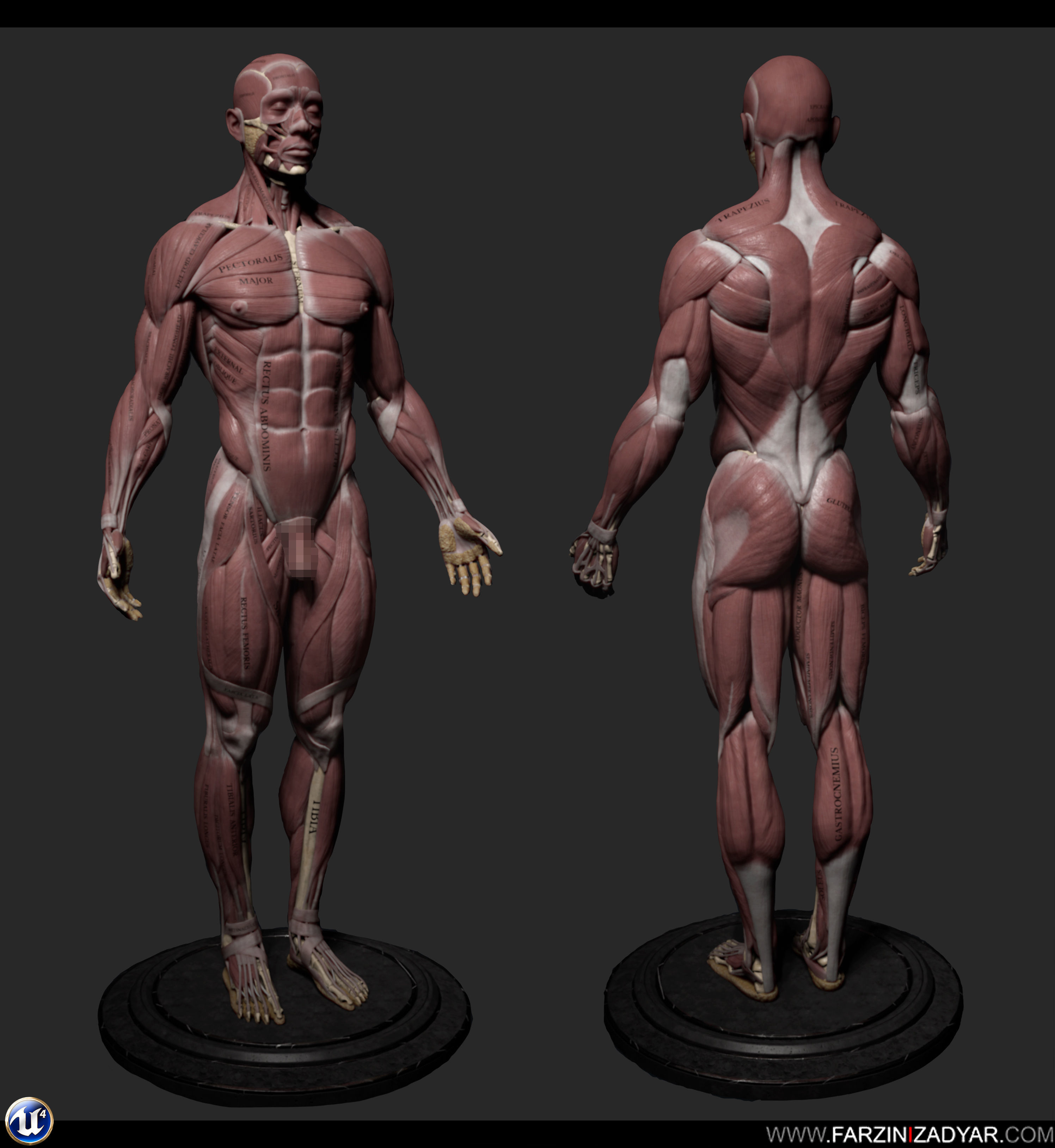 Female Anatomy Kit and Human Anatomy Kit Low-poly 3D model_16