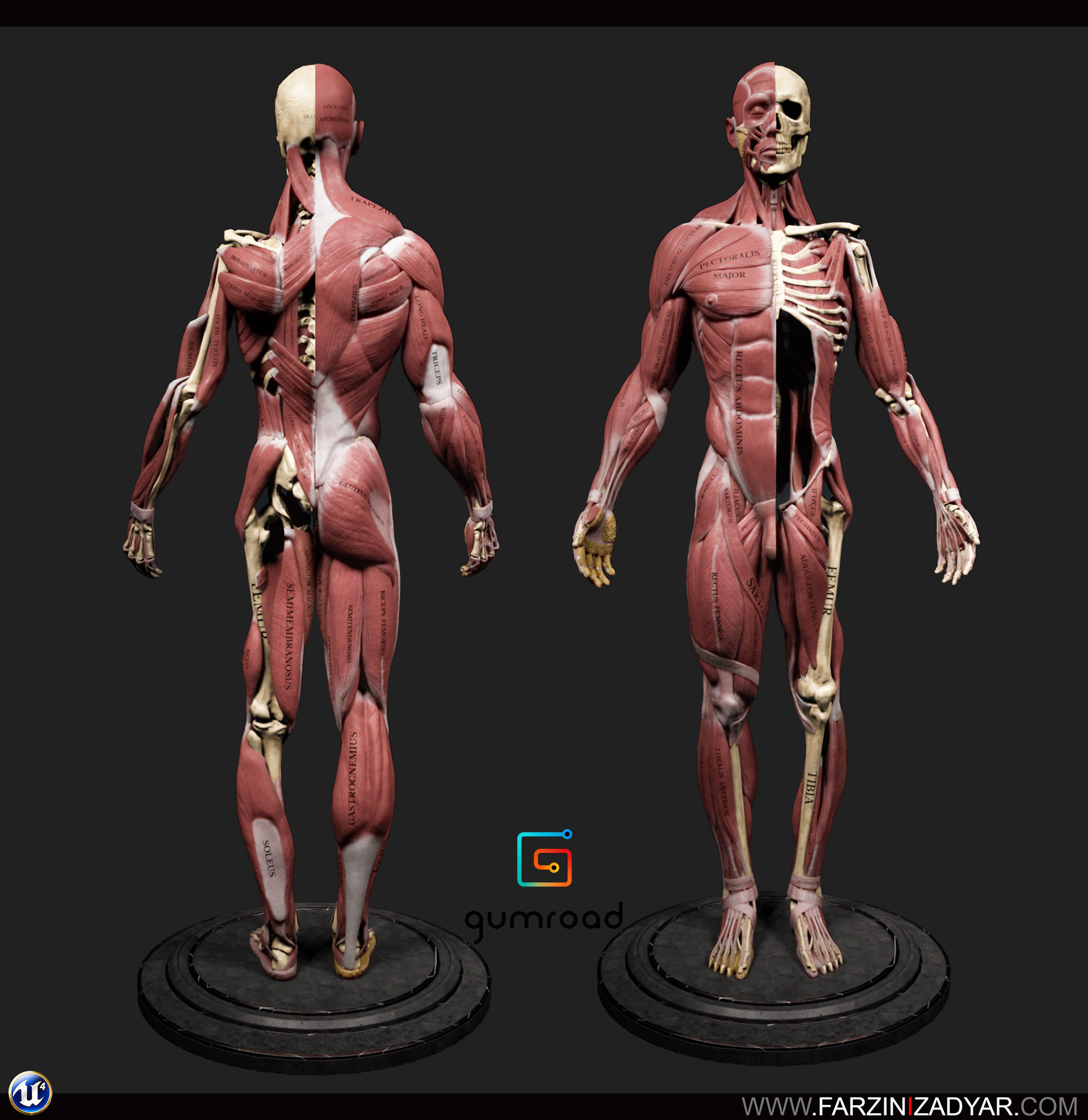 Female Anatomy Kit and Human Anatomy Kit Low-poly 3D model_11
