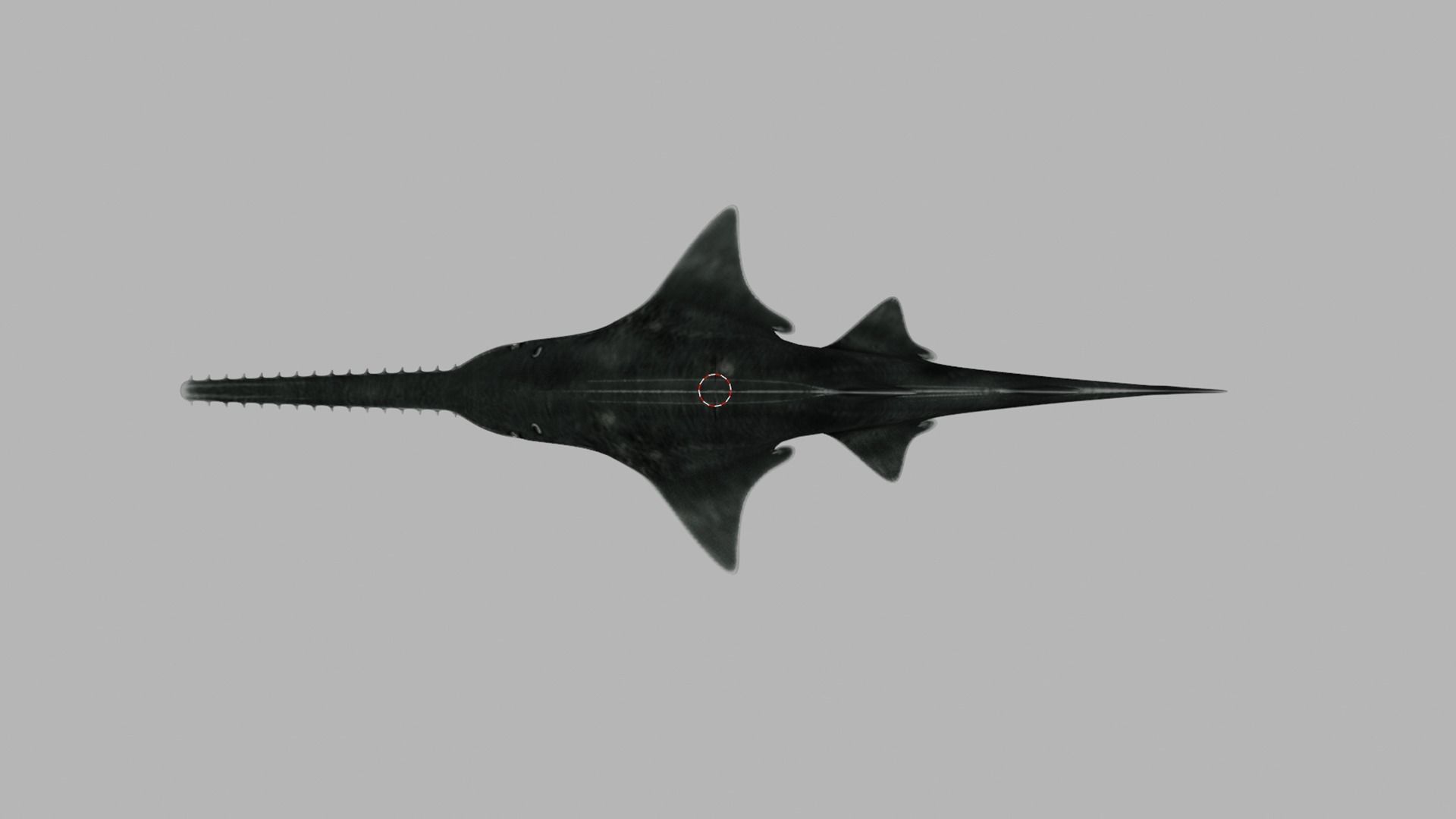 Largetooth Sawfish Low-poly 3D model_5