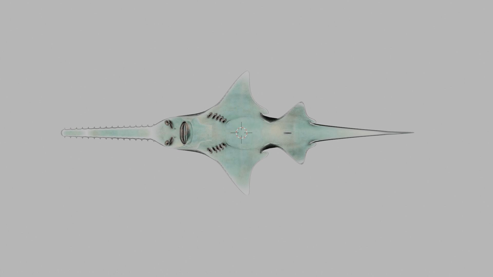 Largetooth Sawfish Low-poly 3D model_3