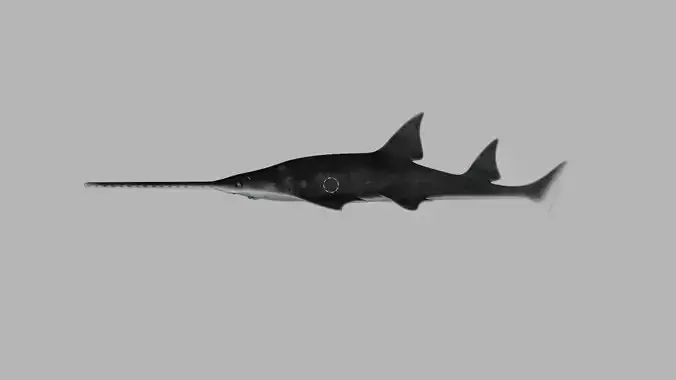 Largetooth Sawfish