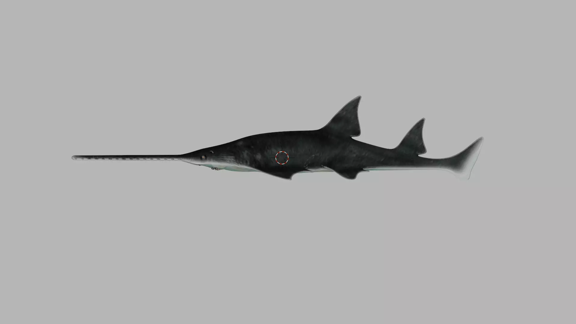 Largetooth Sawfish Low-poly 3D model_0