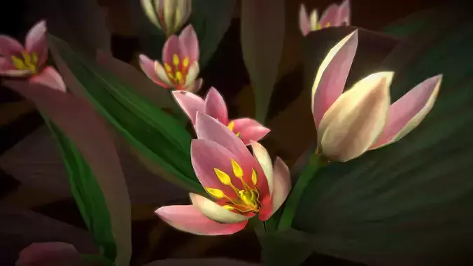 Flower Tulipa Regelii