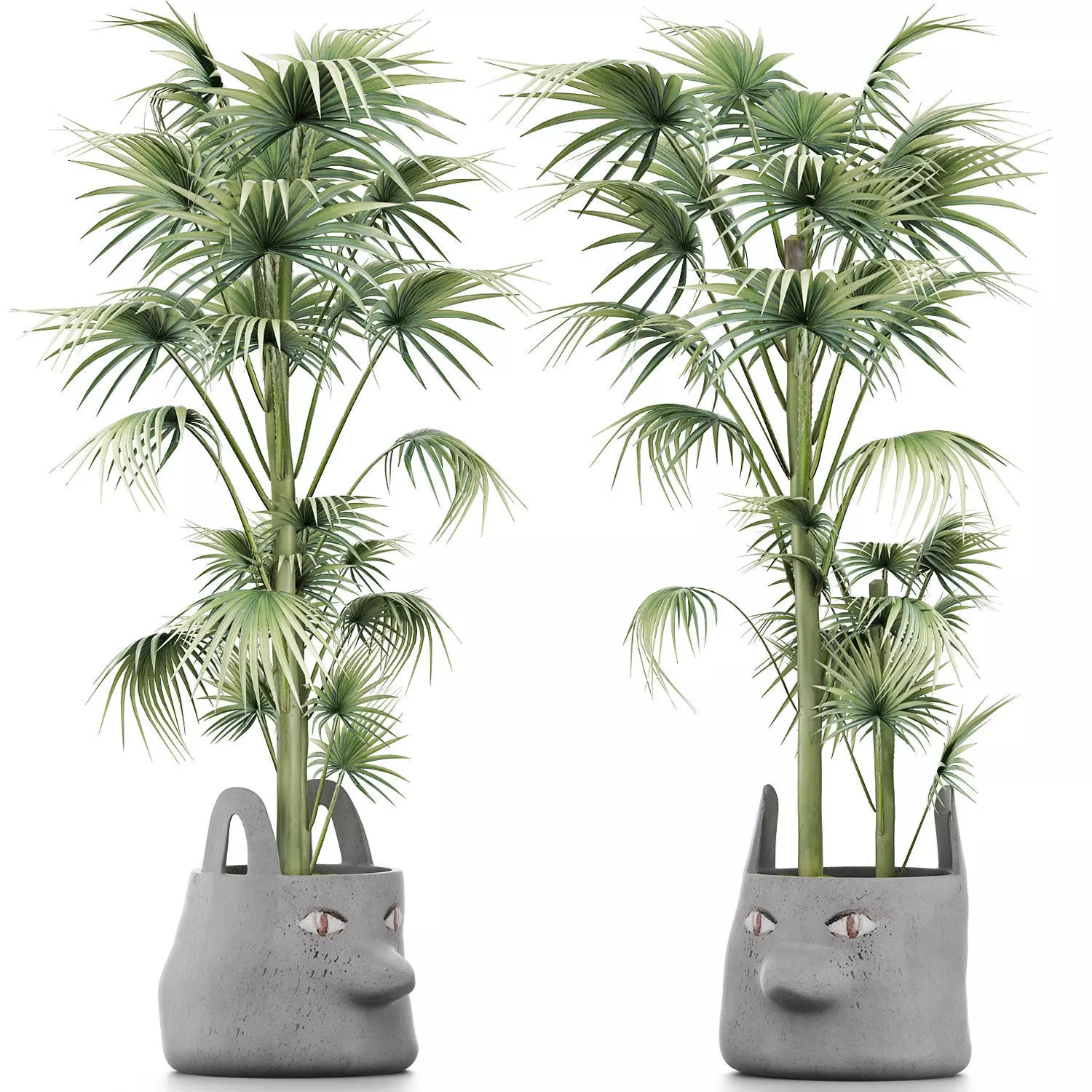 Plants Collection 141 Sabal Minor 3D model
