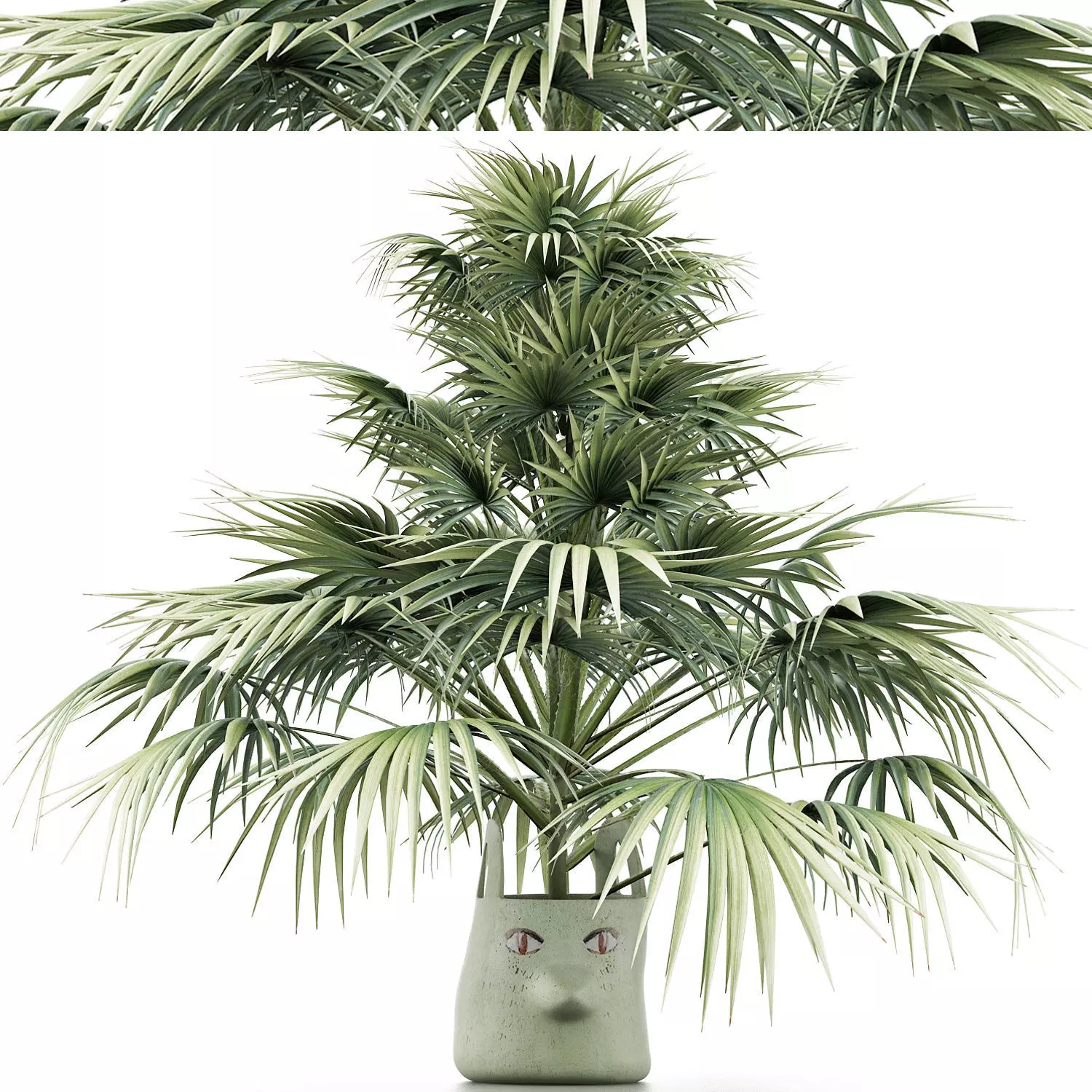 Plants Collection 142 Sabal Minor 3D model