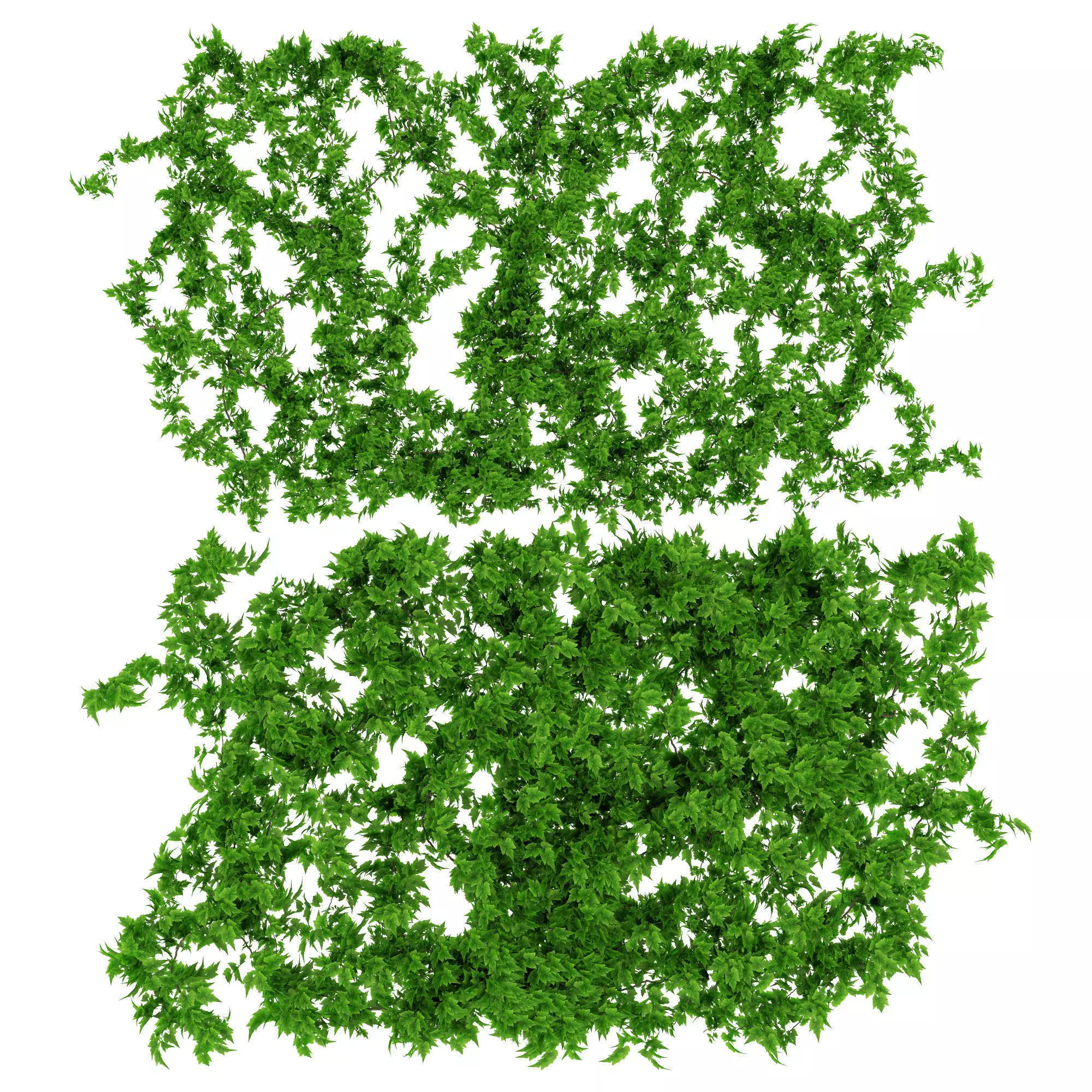 Vine leaves wall 2 items 3D model