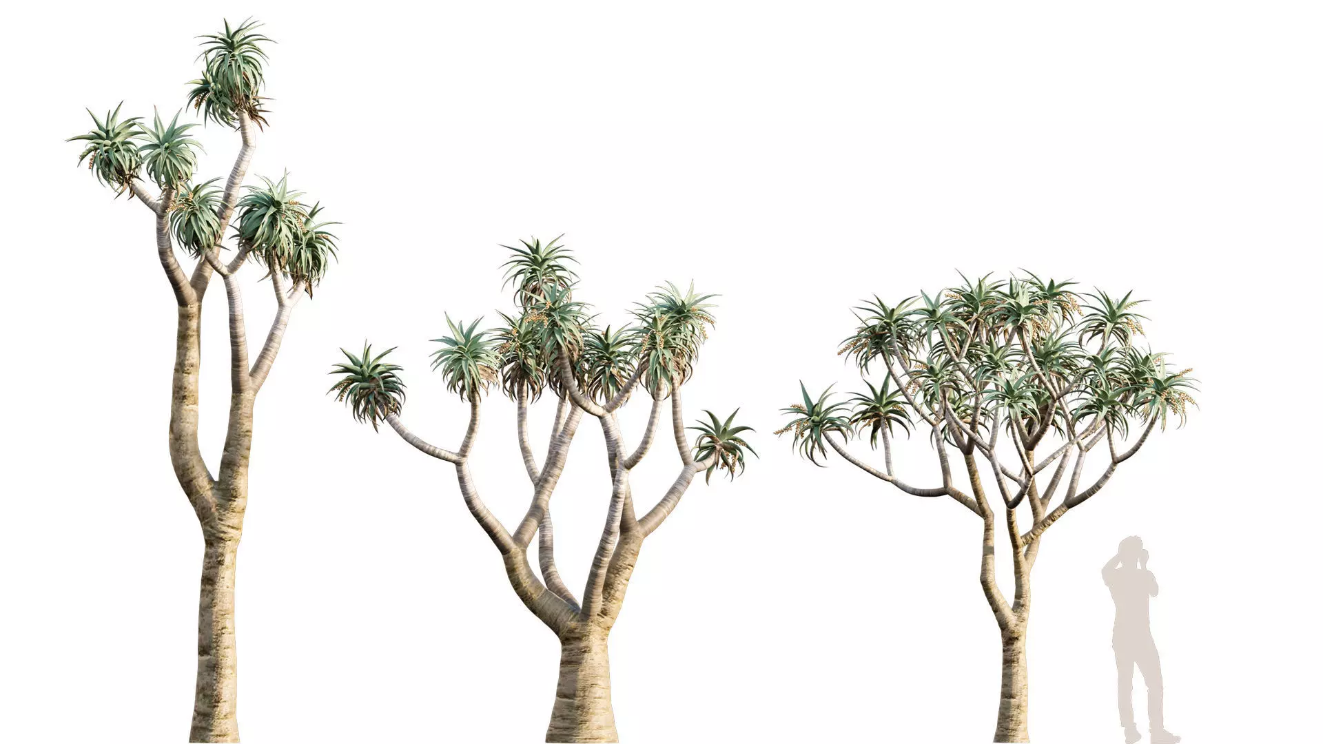 Aloe Pillansi - Giant Quiver Tree - Bastard Quiver Tree - 01 3D model