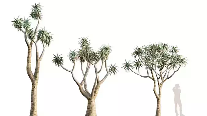 Aloe Pillansi - Giant Quiver Tree - Bastard Quiver Tree - 01