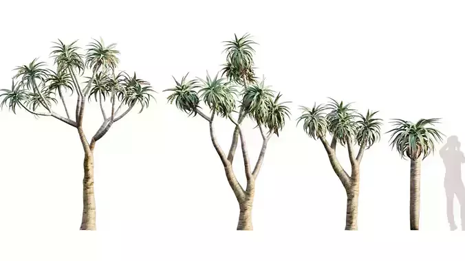  Aloidendron Pillansii - Giant Quiver Tree - 02