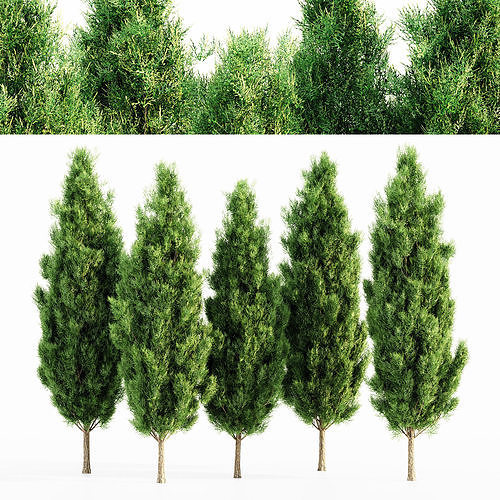 Italian Cypress tree collection 5 trees in the scene 3D model