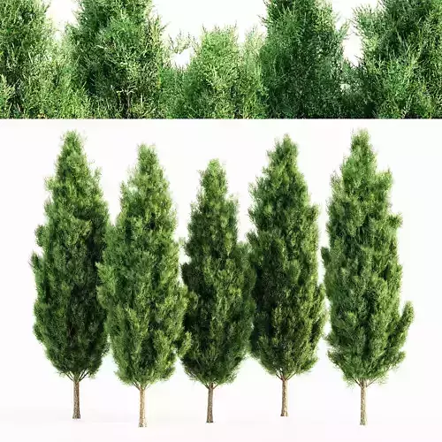 Italian Cypress tree collection 5 trees in the scene 3D model
