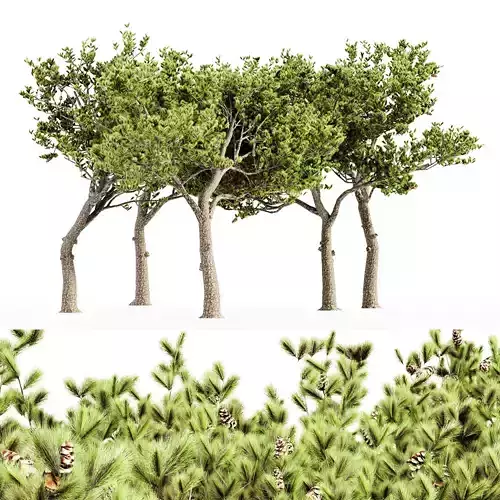 Italian Stone Pine tree collection 5 trees in the scene