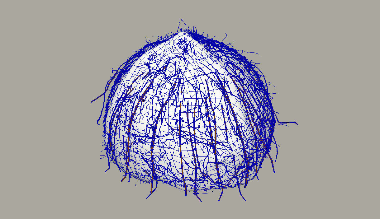 Coconut half 3D model_17