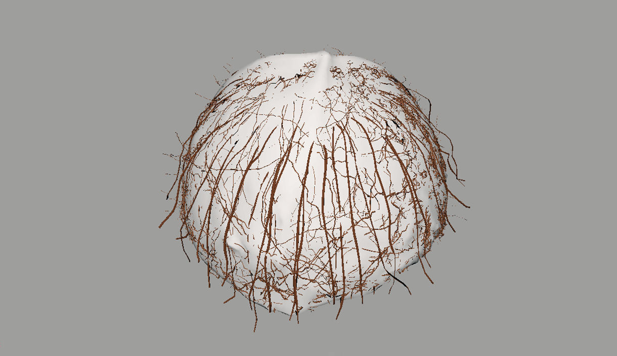 Coconut half 3D model_15