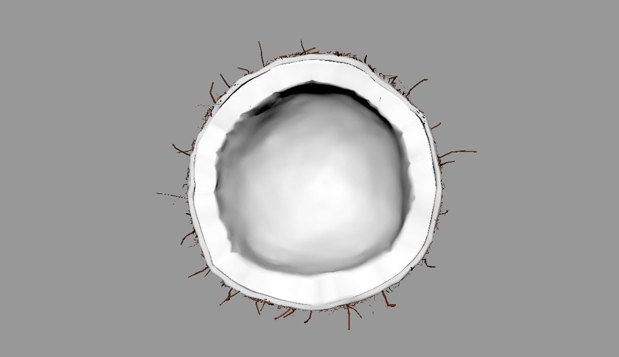 Coconut half 3D model_14