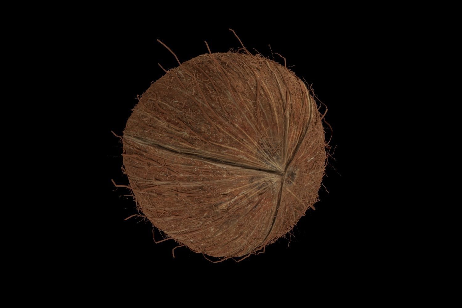 Coconut half 3D model_5