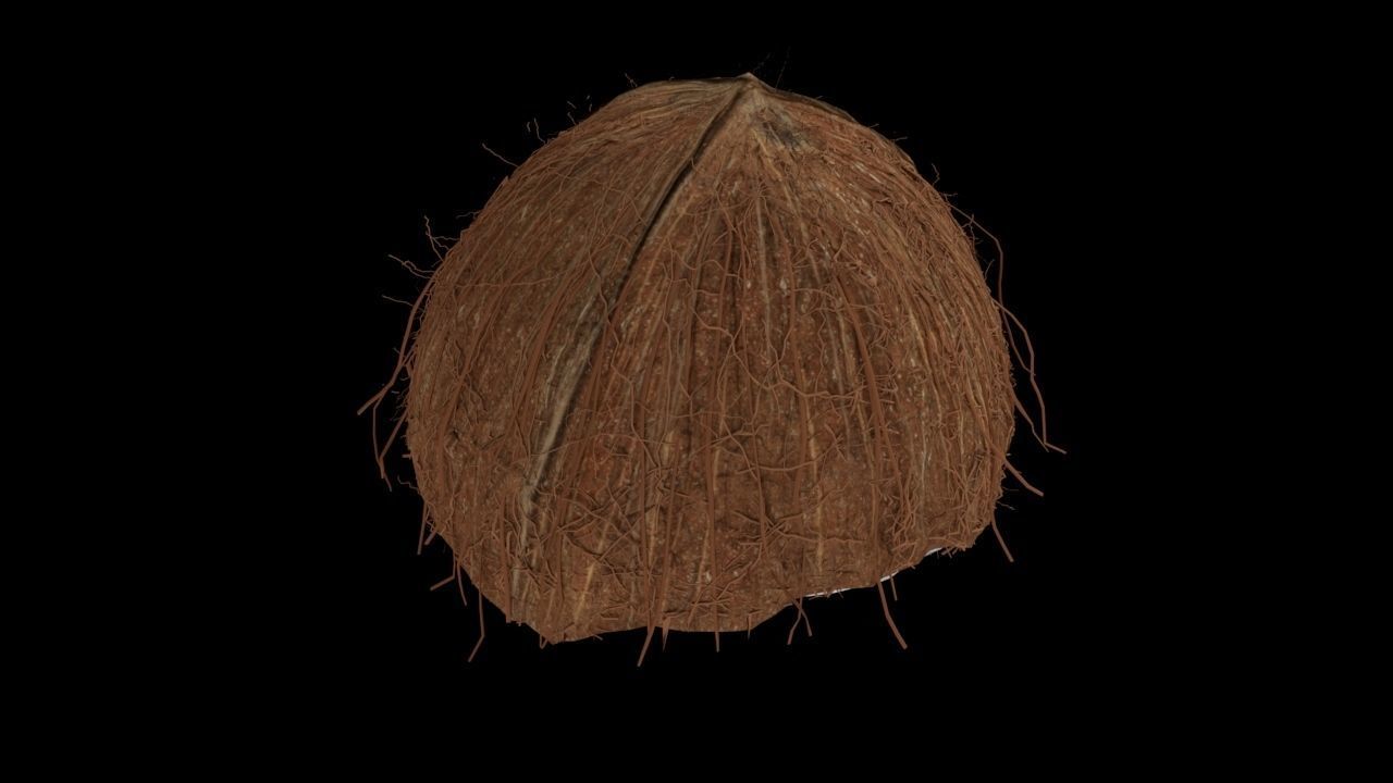Coconut half 3D model_3