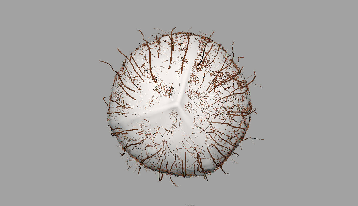 Coconut half 3D model_13