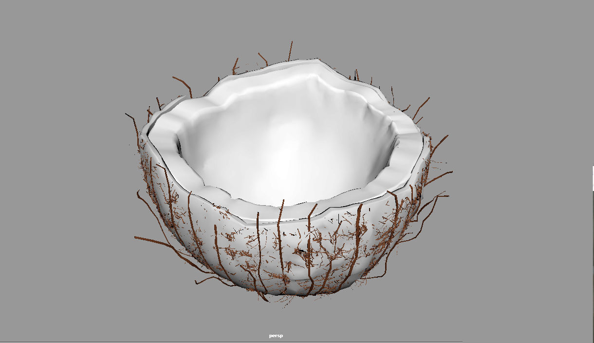 Coconut half 3D model_16