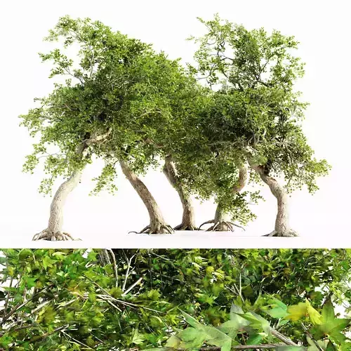  Japanese Maple tree collection 5 trees in the scene