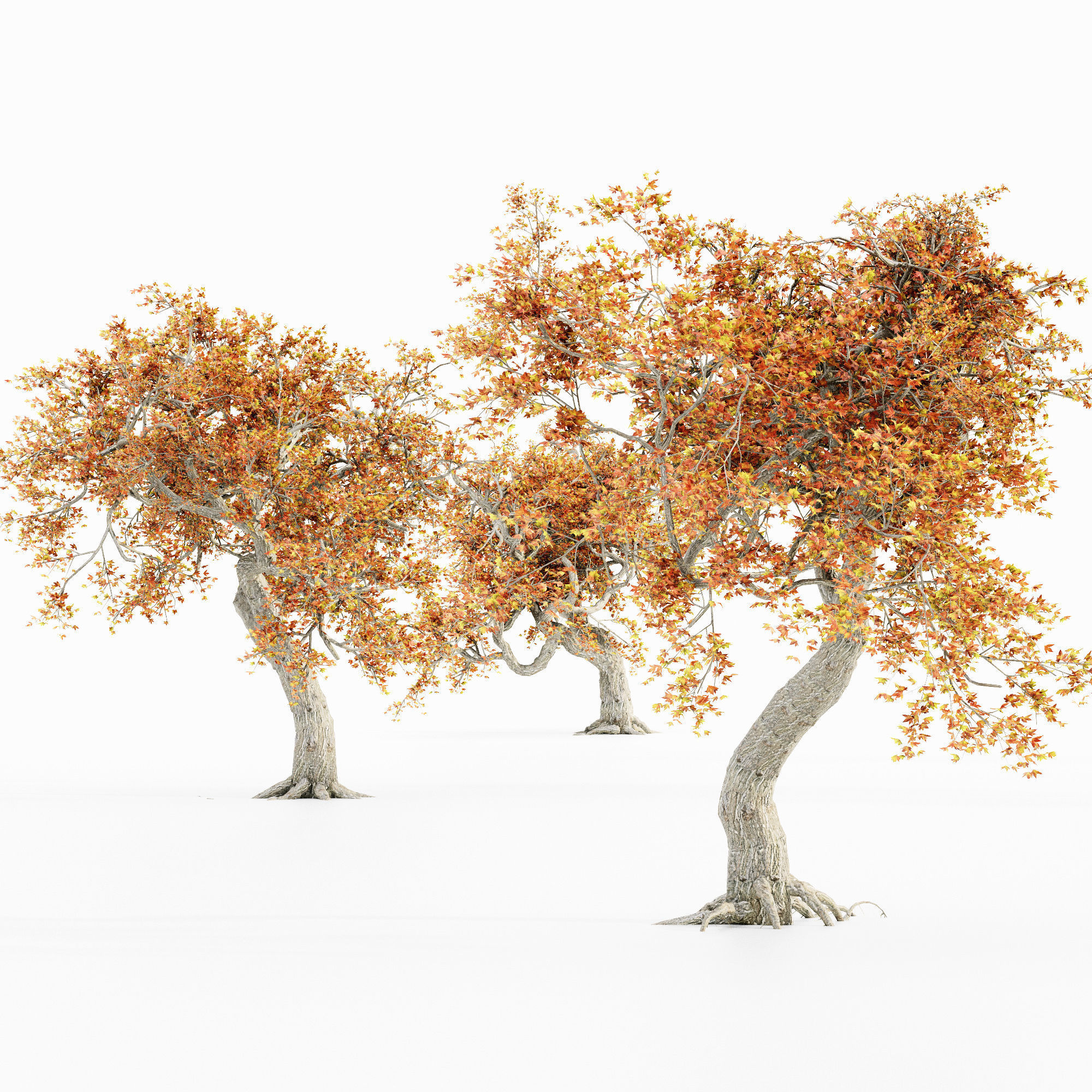 JapaneseMaple Fall tree collection 5 trees in the scene 3D model_3