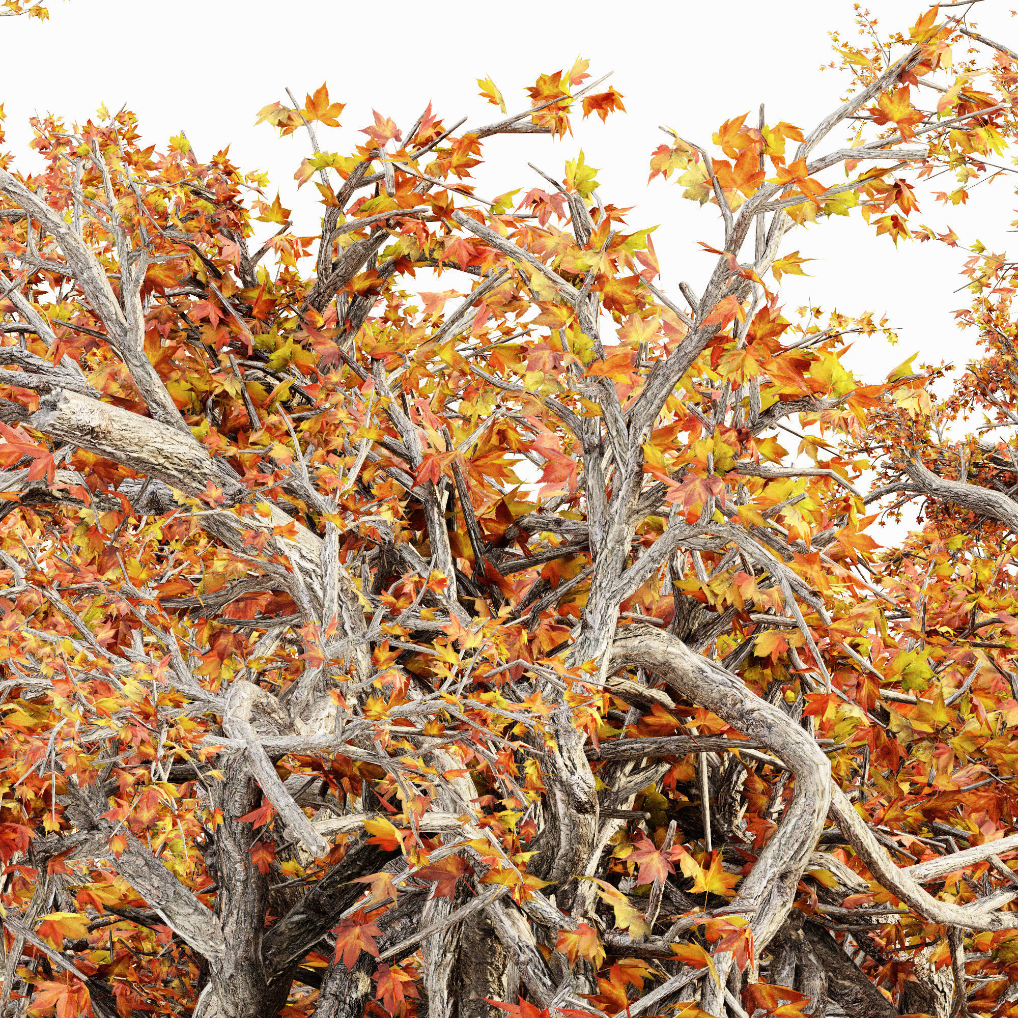 JapaneseMaple Fall tree collection 5 trees in the scene 3D model_2