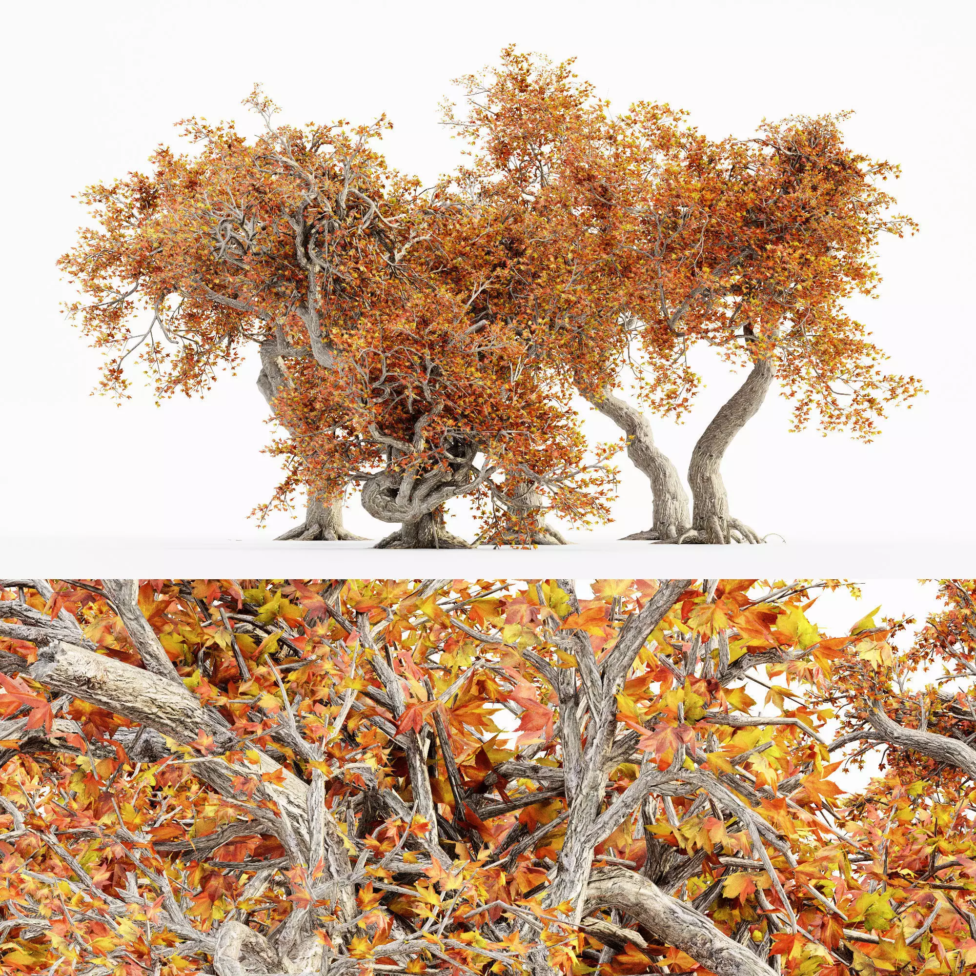 JapaneseMaple Fall tree collection 5 trees in the scene 3D model_0