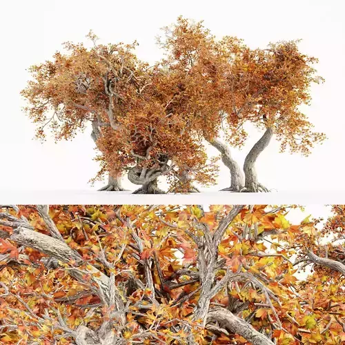 JapaneseMaple Fall tree collection 5 trees in the scene 3D model