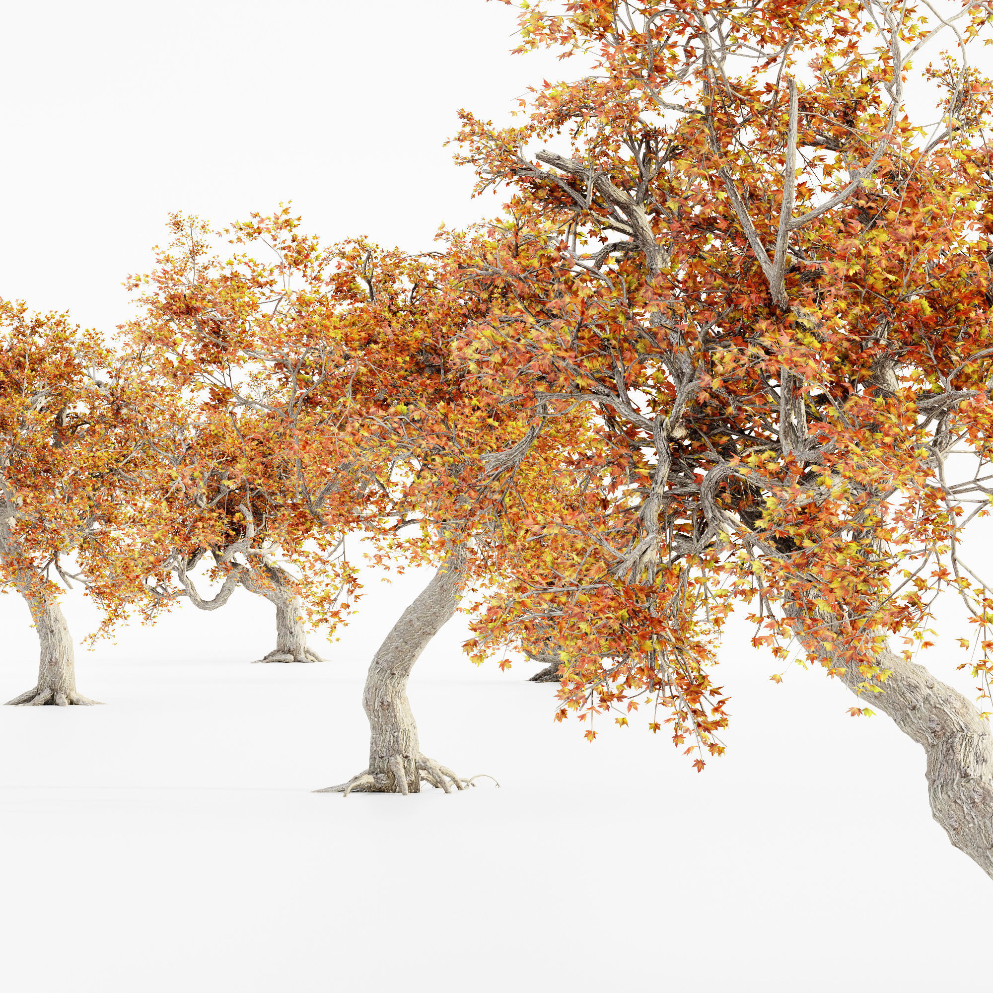 JapaneseMaple Fall tree collection 5 trees in the scene 3D model_1