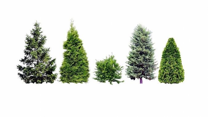 low poly conifers four pine trees Low-poly 3D model