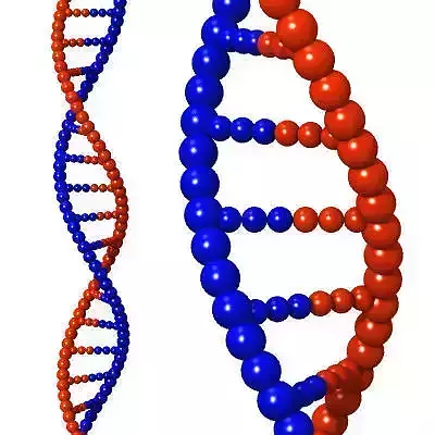 DNA Strand 3D model