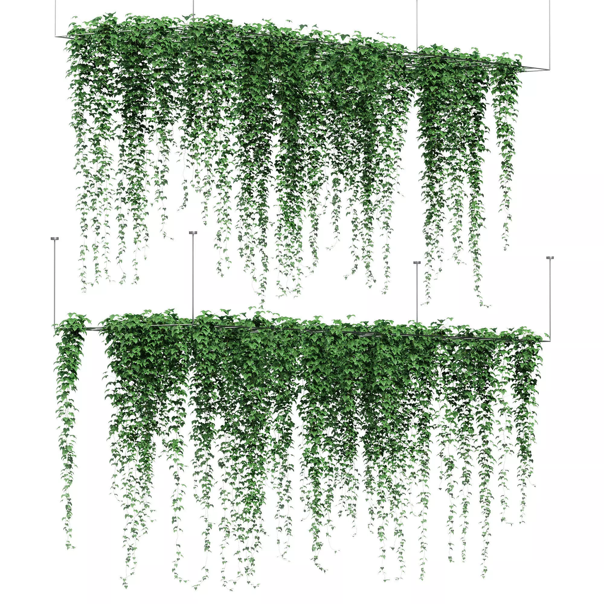 Ivy hanging on grid for ceiling  - 2 models 3D model_0