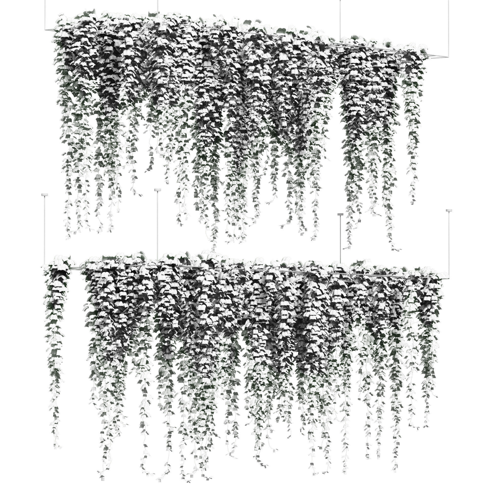 Ivy hanging on grid for ceiling  - 2 models 3D model_1