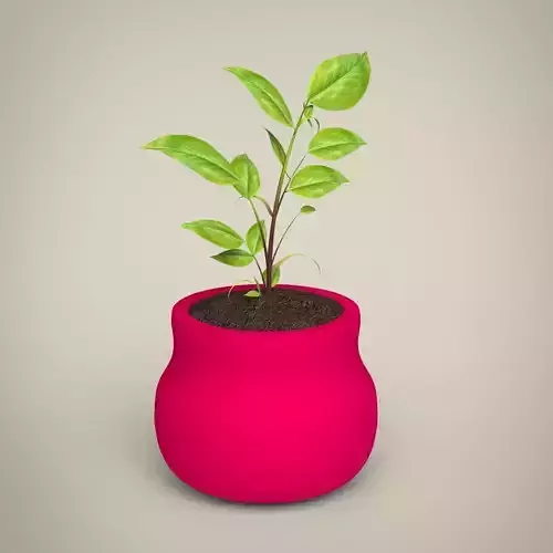 Plant in pot