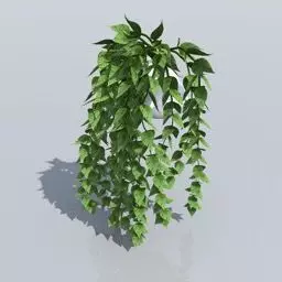 Hedera plant Free 3D model