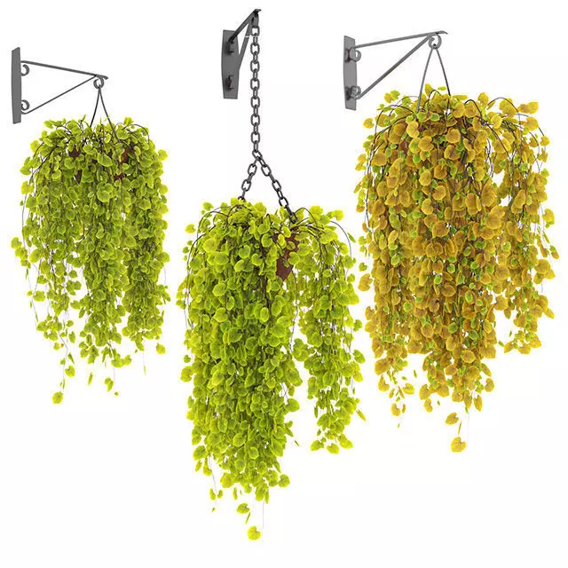 hanging plants 3D model