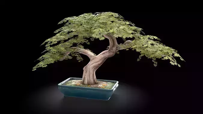 Bonzai Tree