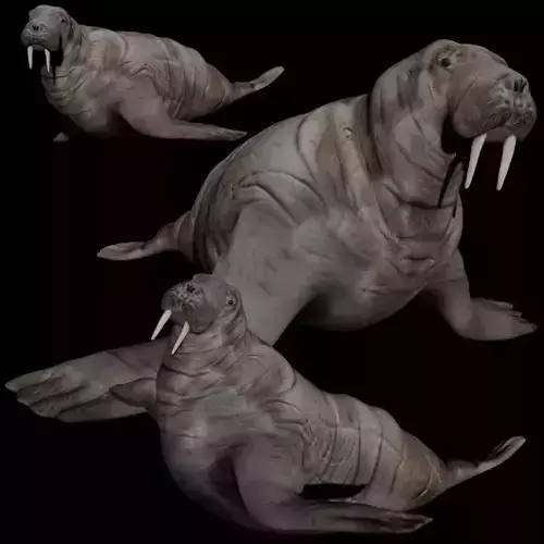 Walrus fully rigged
