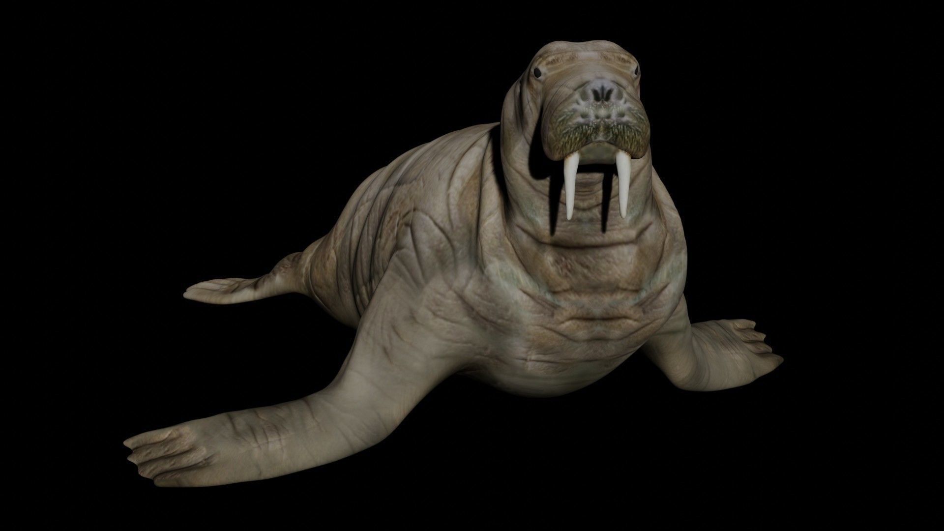 Walrus fully rigged 2 3D model_2