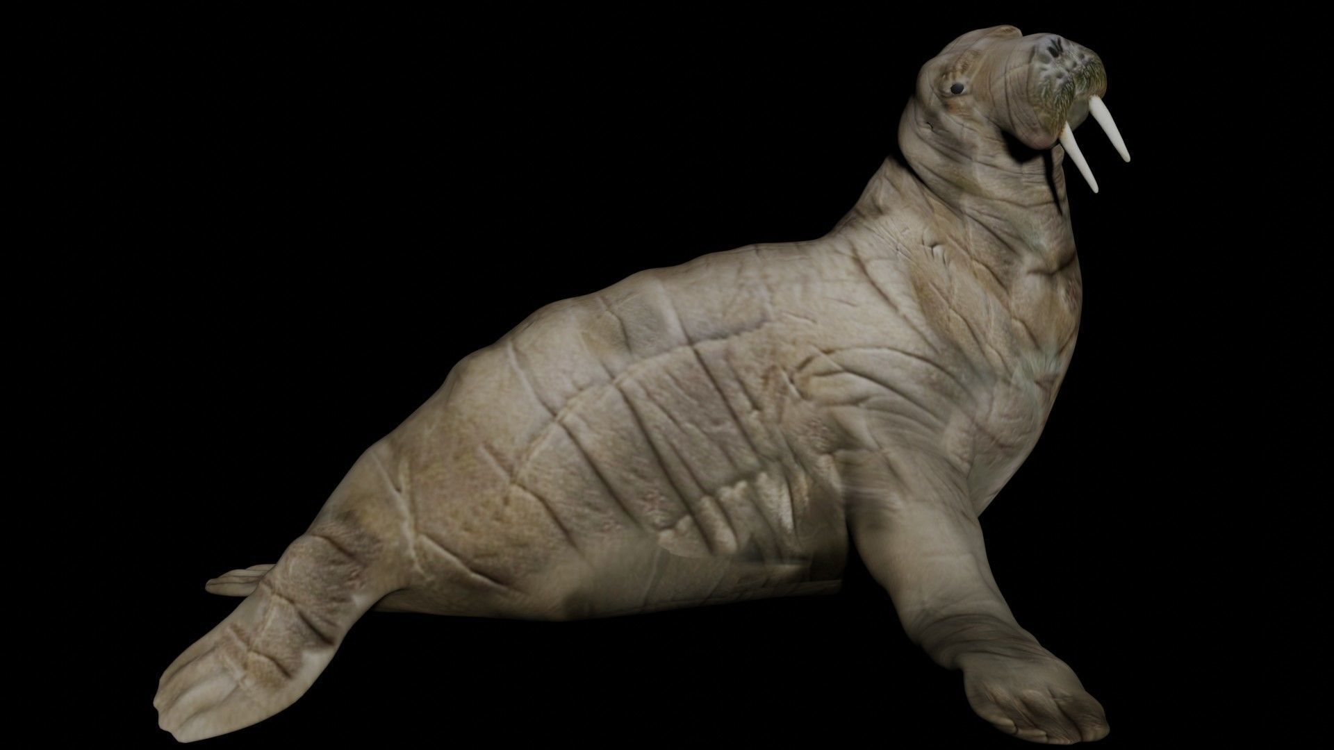 Walrus fully rigged 2 3D model_5