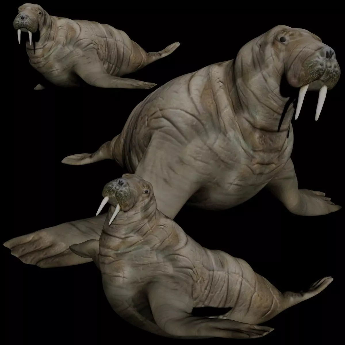 Walrus fully rigged 2 3D model_0