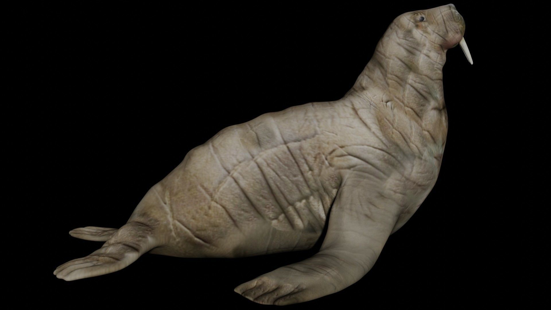 Walrus fully rigged 2 3D model_4