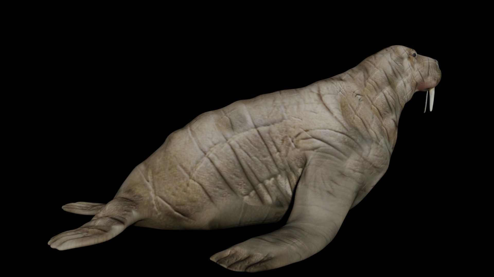 Walrus fully rigged 2 3D model_3