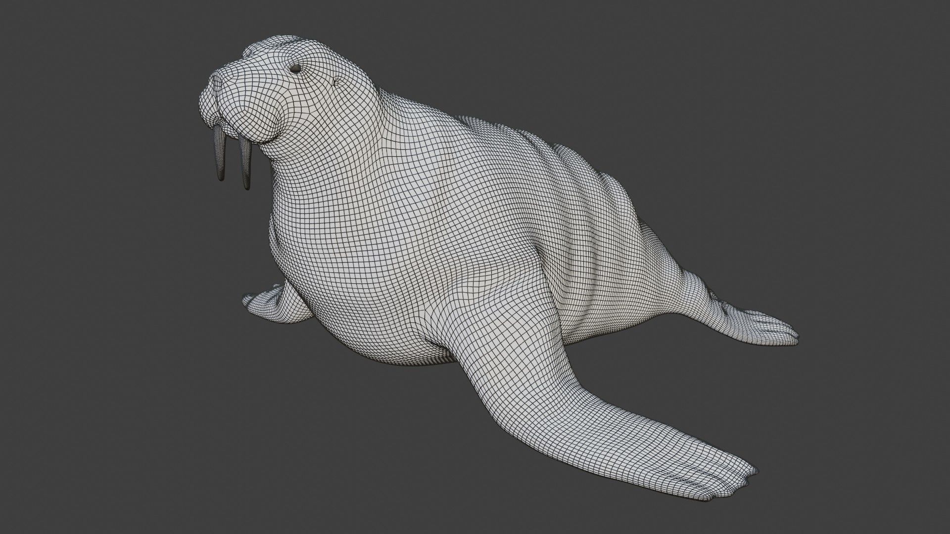 Walrus fully rigged 2 3D model_8