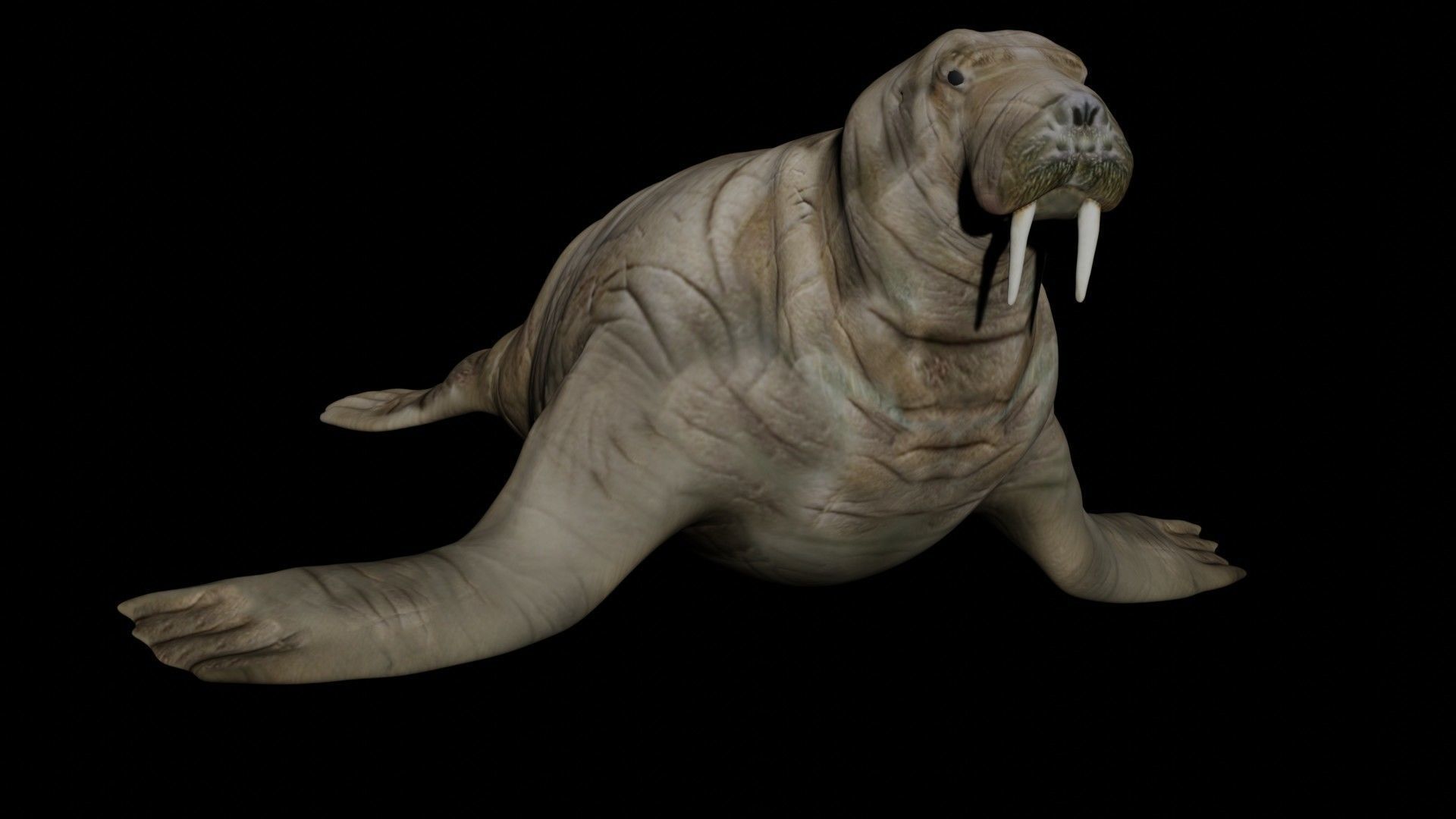 Walrus fully rigged 2 3D model_1