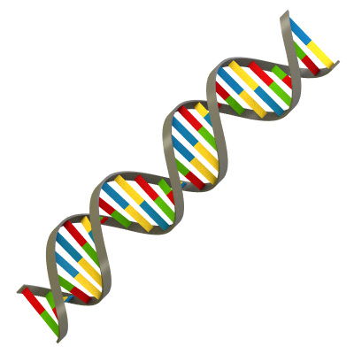 Simple DNA Strand 3D model_1