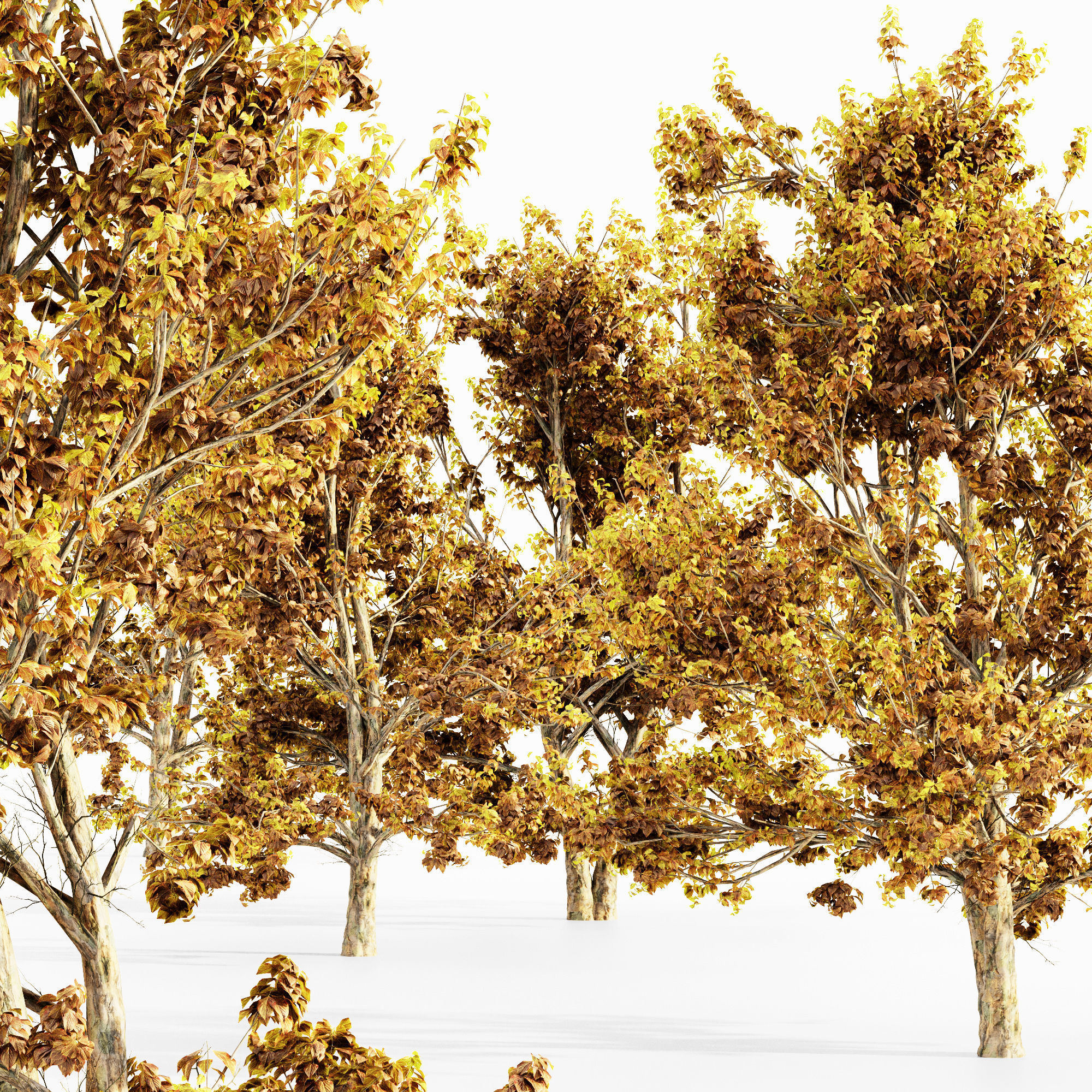 Korean Stewartia Fall tree collection 5 trees in the scene Free 3D model_1
