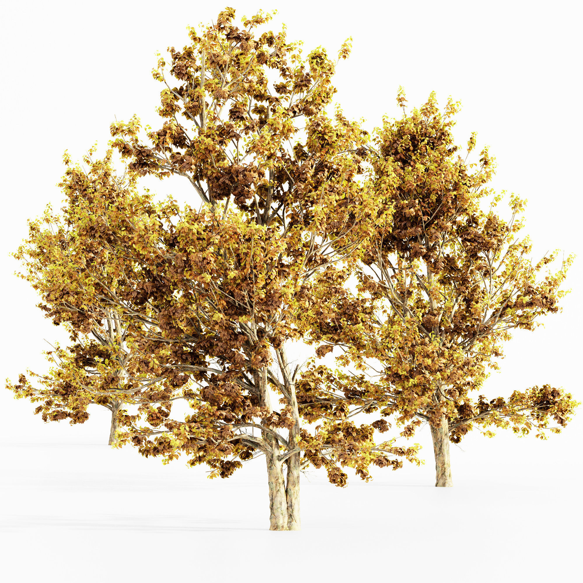 Korean Stewartia Fall tree collection 5 trees in the scene Free 3D model_3