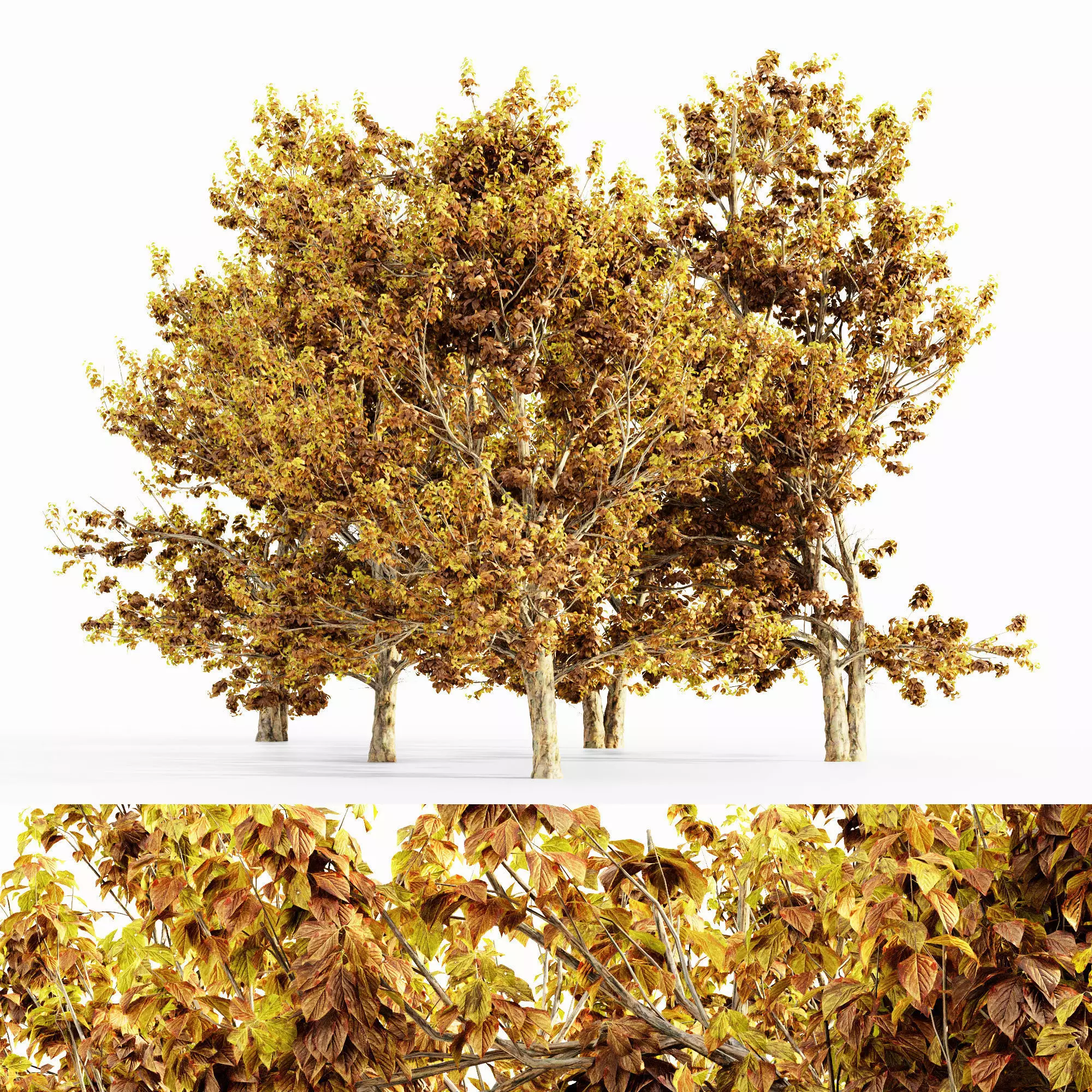 Korean Stewartia Fall tree collection 5 trees in the scene Free 3D model_0